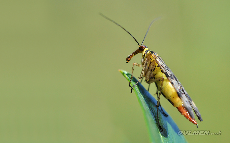 Scorpionfly (female, Panorpa communis)